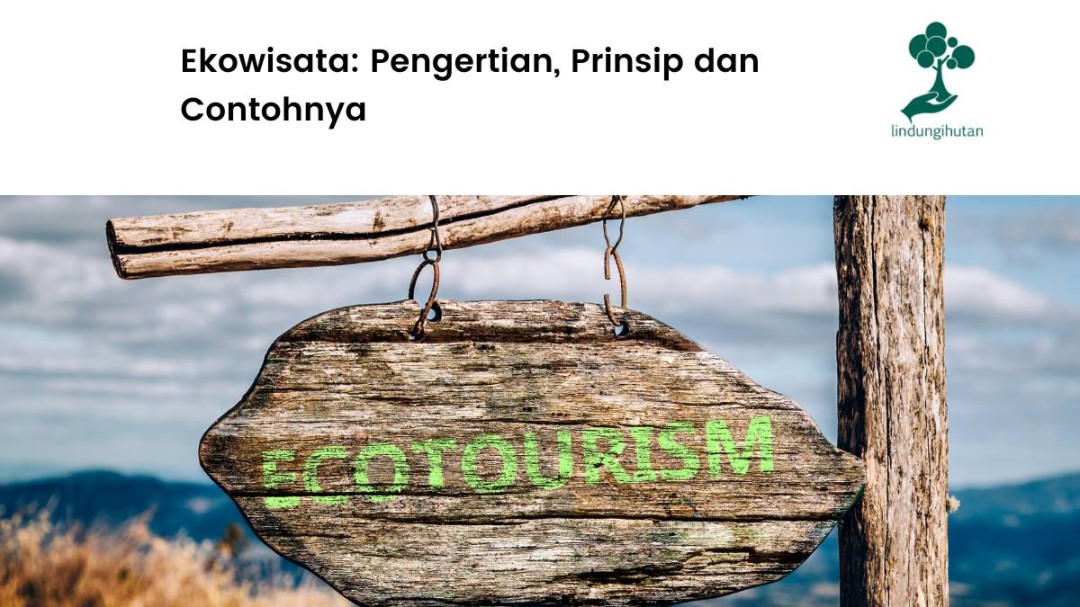 Ekowisata: Pengertian, Prinsip dan Contohnya – Blog LindungiHutan